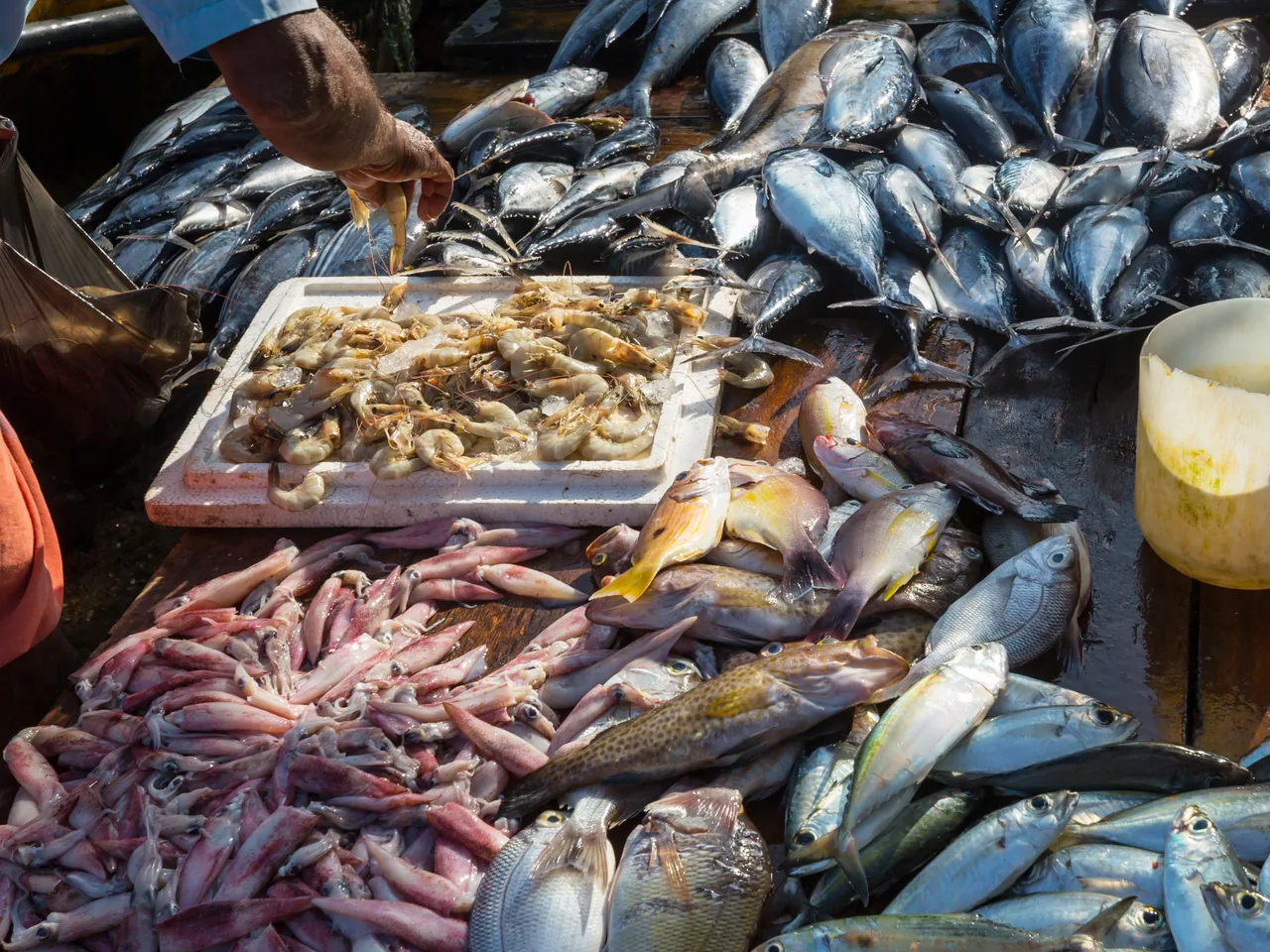 Peixes e frutos do mar na feira