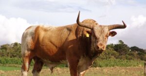 Gado crioulo e as taipas da serra