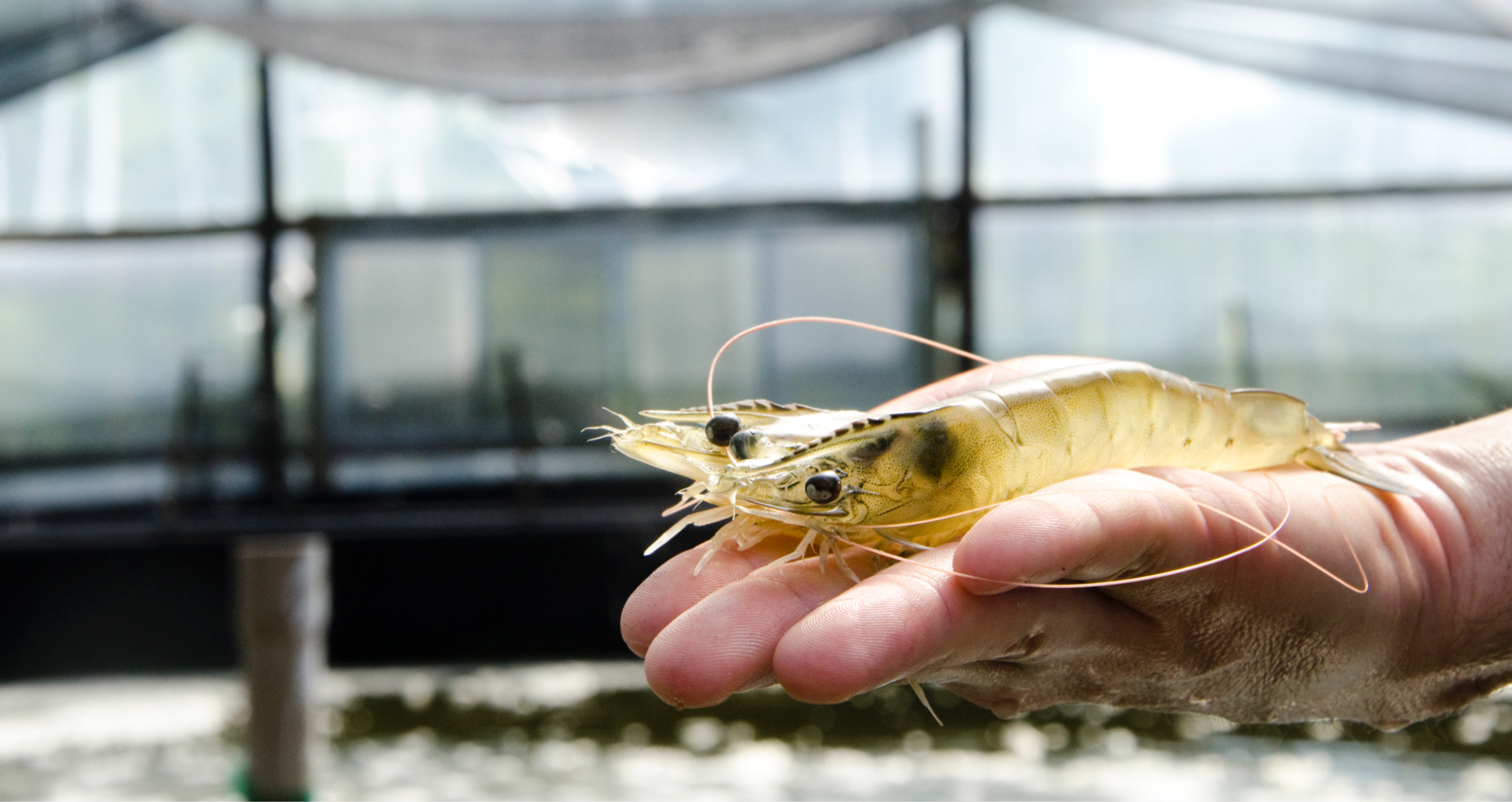 Aquicultura Multitrófica Integrada em bioflocos: unindo produtividade e sustentabilidade