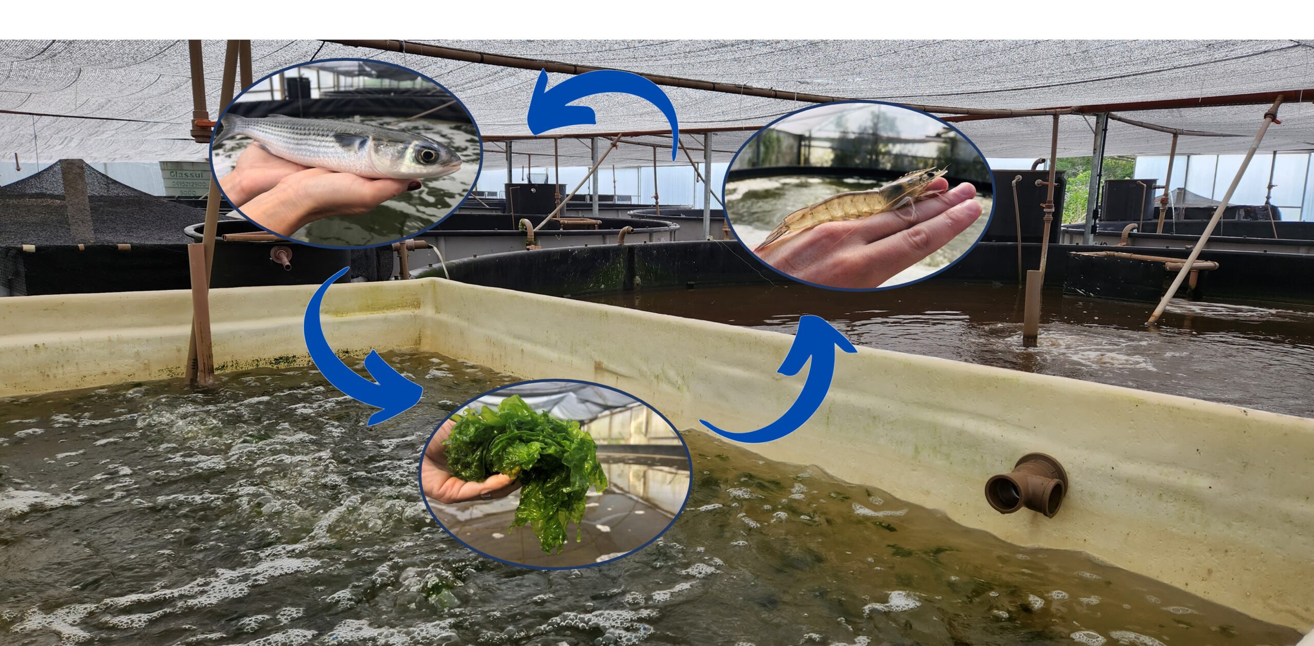 Sistema integrado para produção de camarões, tainhas e microalgas em flocos. Figura 2.