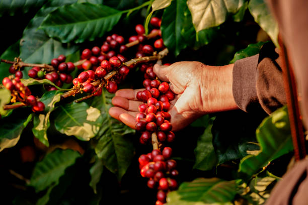 Café é um Alimento