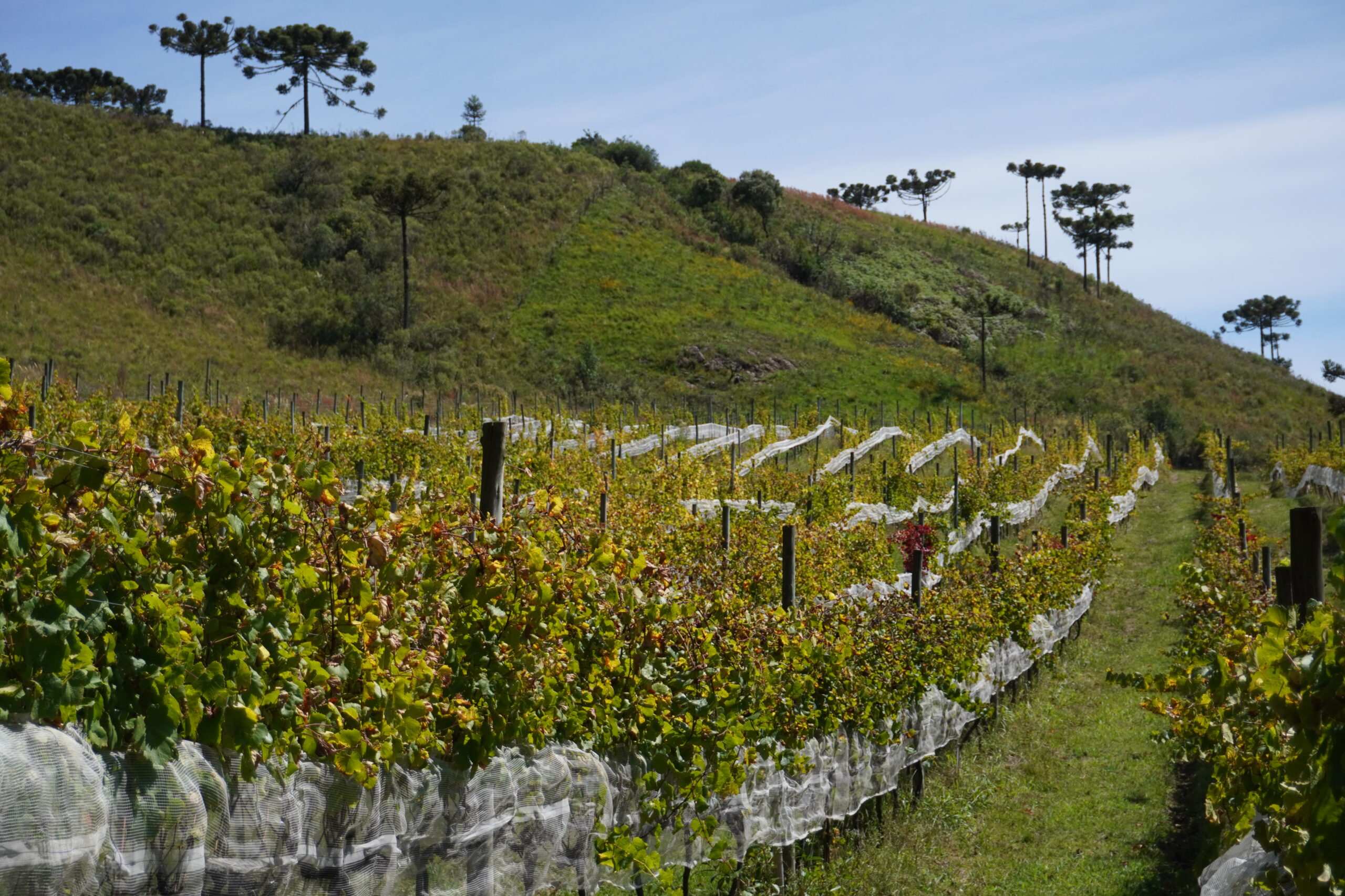 Sabores da Serra: Vindima Experimenta Raízes