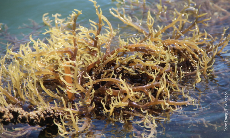 Imagem: alga marinha Kappaphycus alvarezii (senac.br).