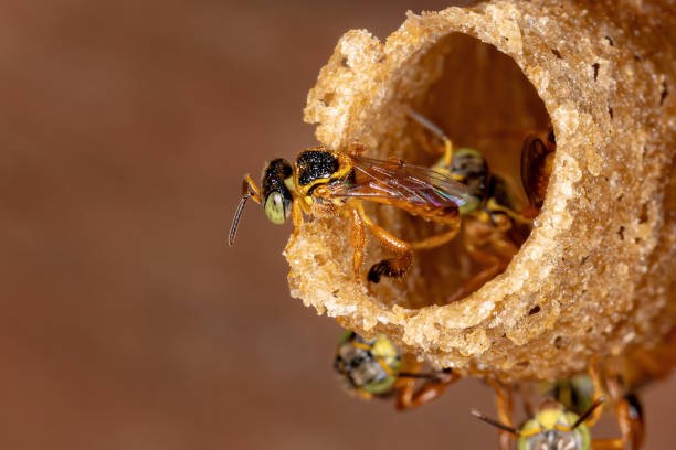 Imagem : Abelha Jataí em colmeia, Getty Images
