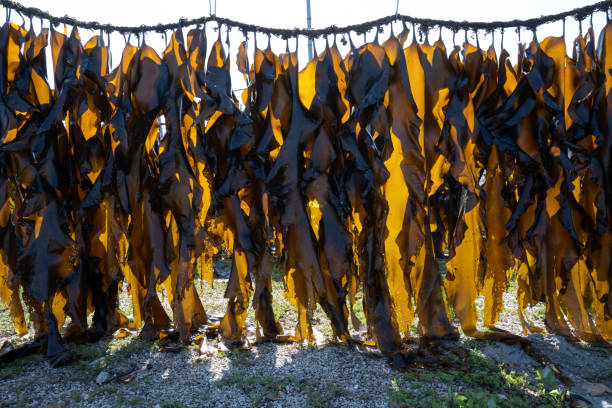 Imagem: alga kelp seca (Getty Images).