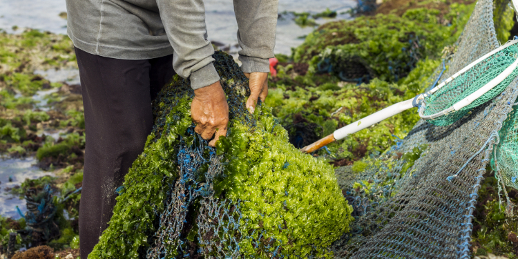 Imagem: cultivo de algas marinhas (was.org).