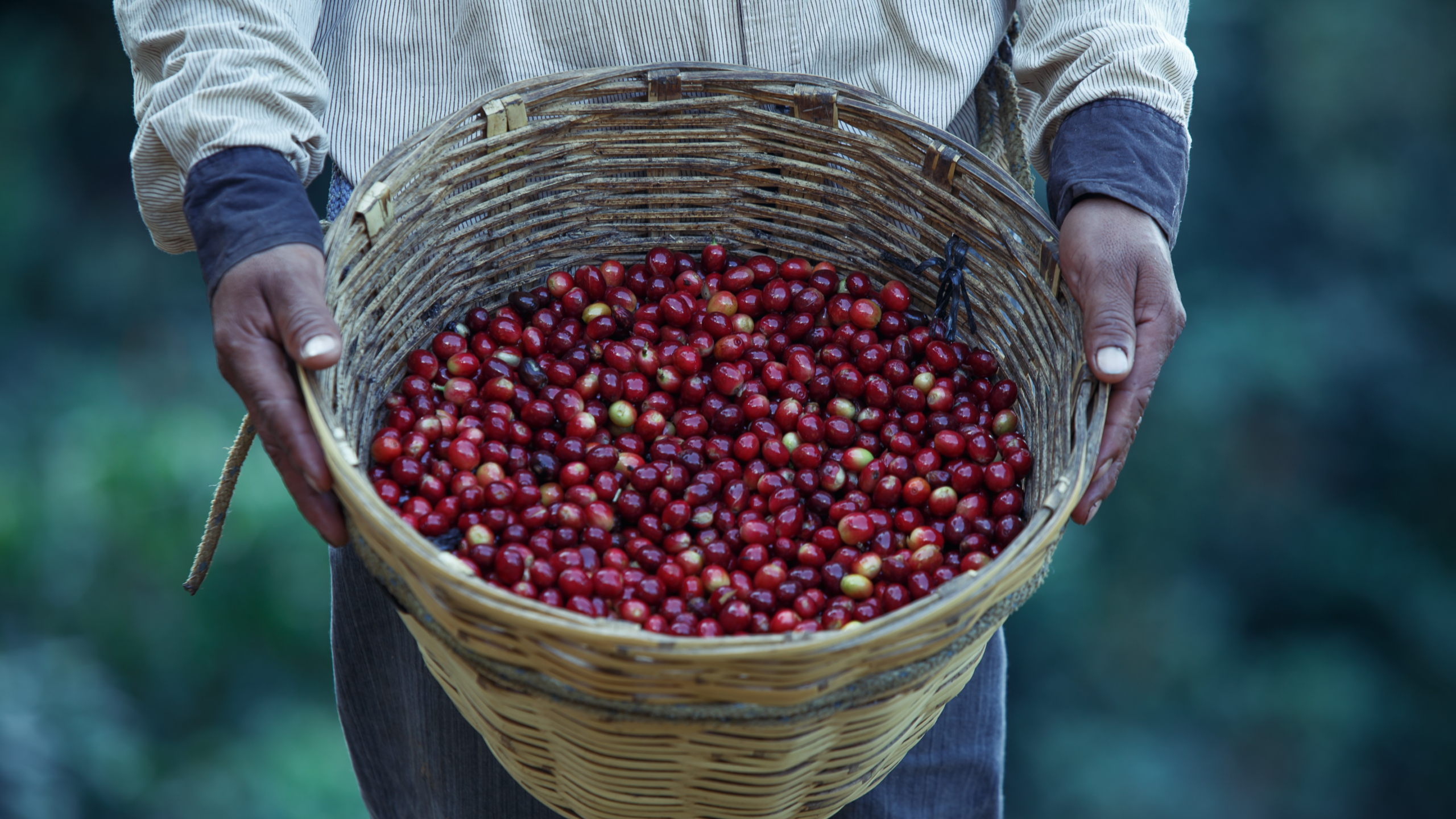 O amargo da conta: O que explica o aumento do preço do café no Brasil