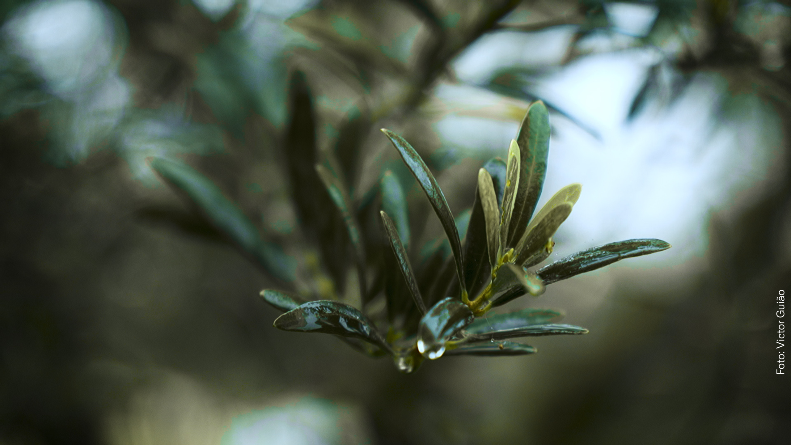 Olivicultura Catarinense: o Azeite que Nasce da Serra – Fresco, Preciso, Nosso