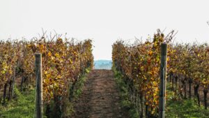 O Futuro do Terroir: Tradição versus um mundo dominado pelo clima e pela tecnologia