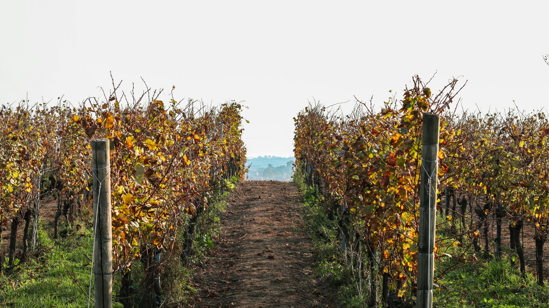O Futuro do Terroir: Tradição versus um mundo dominado pelo clima e pela tecnologia