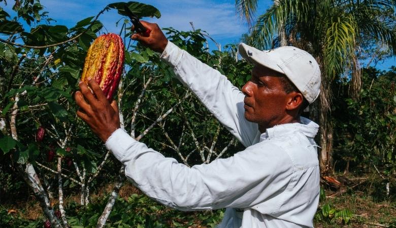 Cacau em Colapso: a Crise que Ameaça o Chocolate Bean To Bar no Brasil