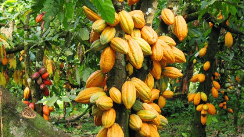 Imagem: frutos de cacau in natura e suas sementes secas, Getty Images.