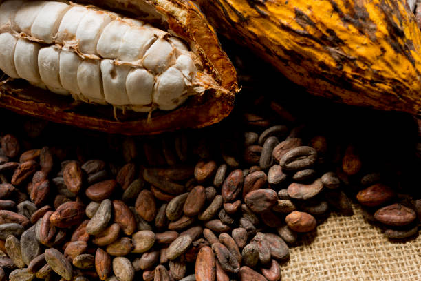 Imagem: frutos de cacau in natura e suas sementes secas, Getty Images.